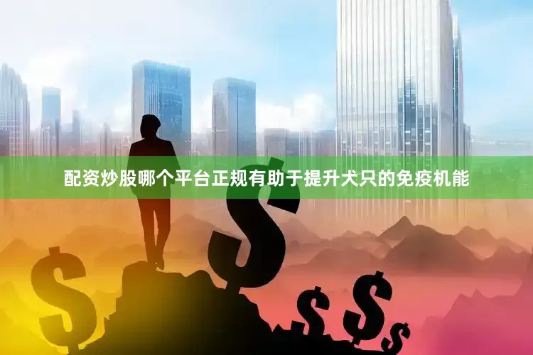 配资炒股哪个平台正规有助于提升犬只的免疫机能